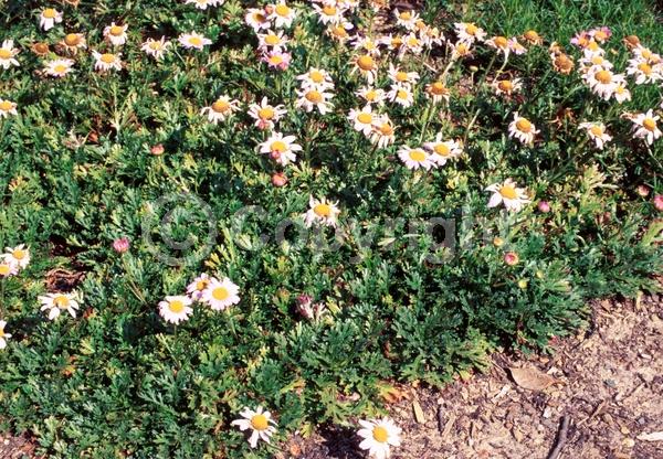 White blooms; Pink blooms