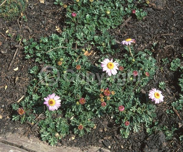 White blooms; Pink blooms