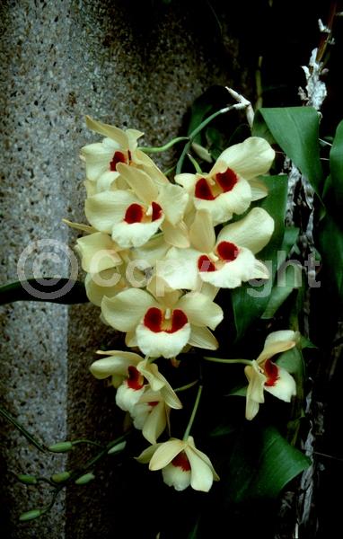 Yellow blooms; Deciduous