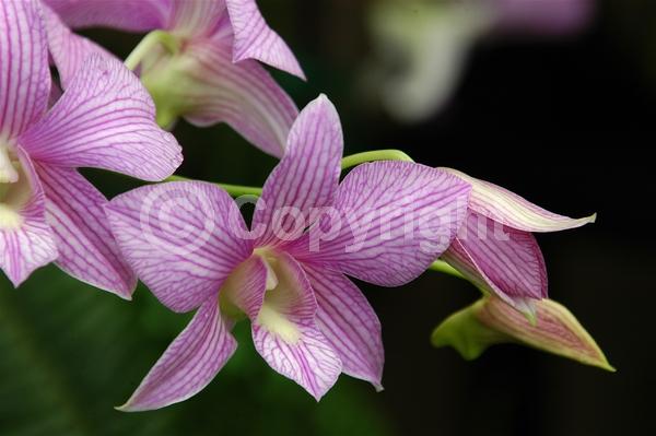 Purple blooms; White blooms; Pink blooms; Lavender blooms; Deciduous