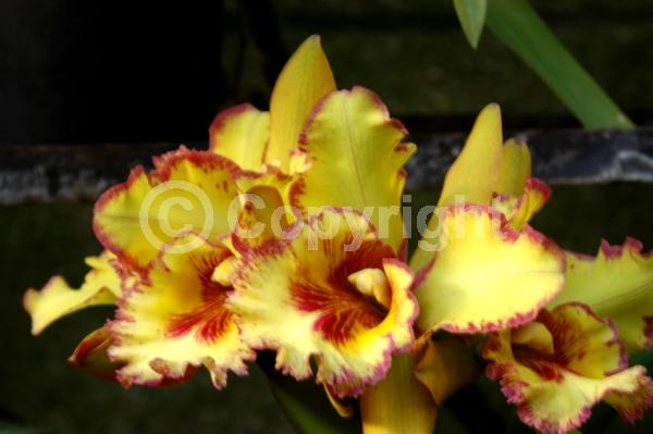 Purple blooms; White blooms; Pink blooms; Lavender blooms; Deciduous