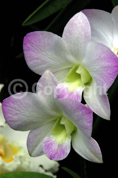 Purple blooms; White blooms; Pink blooms; Lavender blooms; Deciduous