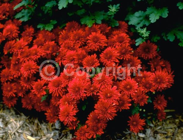 Red blooms; Orange blooms; Yellow blooms; Purple blooms; White blooms; Pink blooms; Deciduous