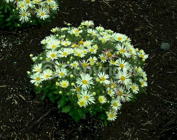 Red blooms; Orange blooms; Yellow blooms; Purple blooms; White blooms; Pink blooms; Deciduous