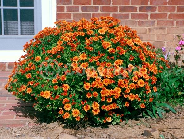 Red blooms; Orange blooms; Yellow blooms; Purple blooms; White blooms; Pink blooms; Deciduous