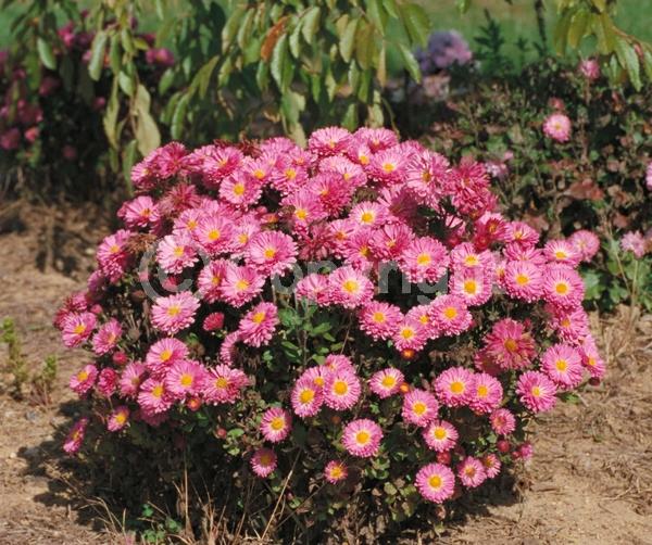 Red blooms; Orange blooms; Yellow blooms; Purple blooms; White blooms; Pink blooms; Deciduous