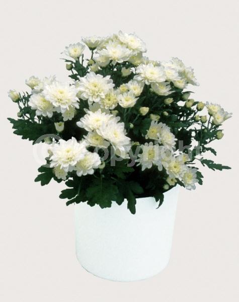 Red blooms; Orange blooms; Yellow blooms; Purple blooms; White blooms; Pink blooms; Deciduous