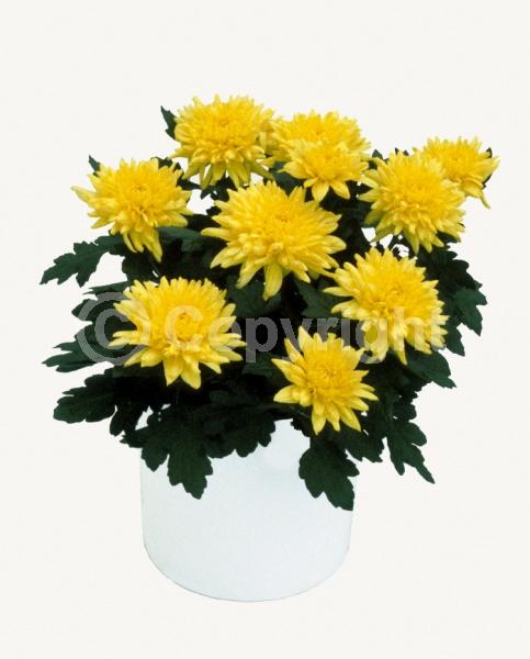 Red blooms; Orange blooms; Yellow blooms; Purple blooms; White blooms; Pink blooms; Deciduous