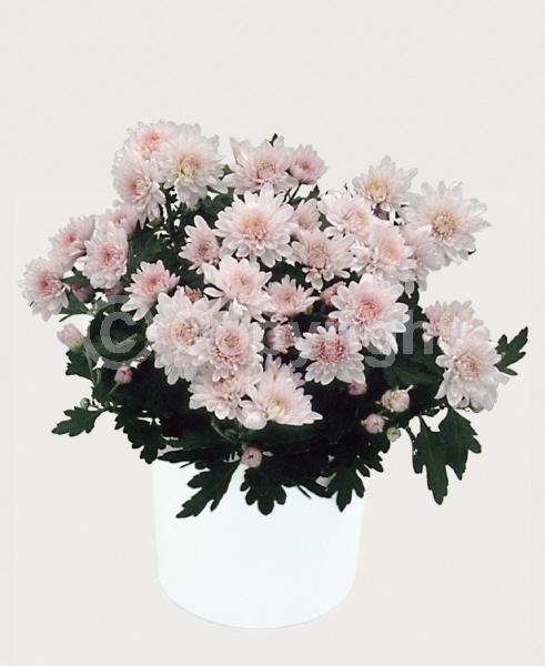 Red blooms; Orange blooms; Yellow blooms; Purple blooms; White blooms; Pink blooms; Deciduous