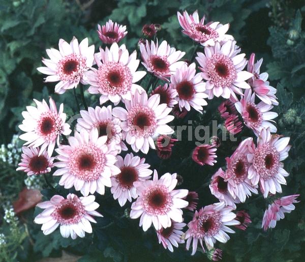 Red blooms; Orange blooms; Yellow blooms; Purple blooms; White blooms; Pink blooms; Deciduous