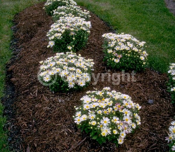 Red blooms; Orange blooms; Yellow blooms; Purple blooms; White blooms; Pink blooms; Deciduous