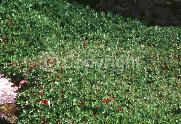 Red blooms; White blooms