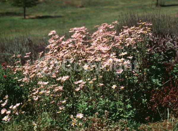 Pink blooms; Salmon blooms