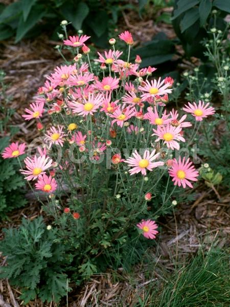 Pink blooms; Salmon blooms