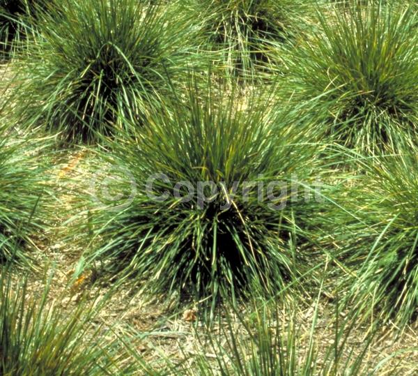 Purple blooms; Green blooms; Semi-evergreen; Broadleaf; 