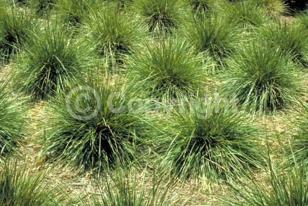 Purple blooms; Green blooms; Semi-evergreen; Broadleaf; 