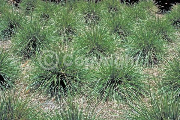 Purple blooms; Green blooms; Semi-evergreen; Broadleaf