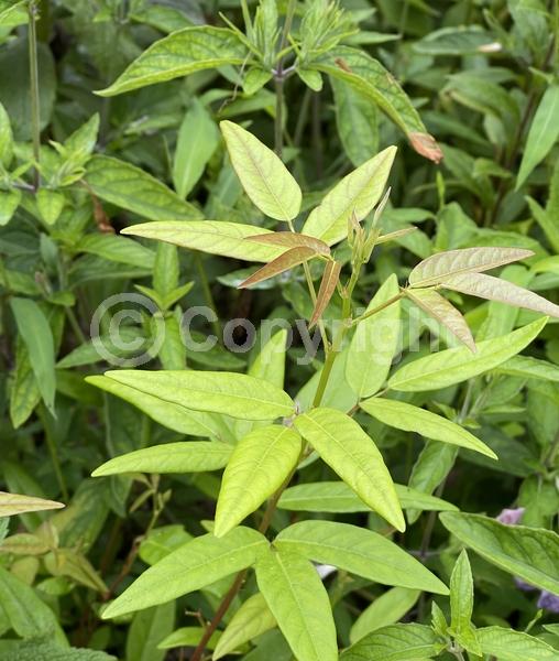 North American Native