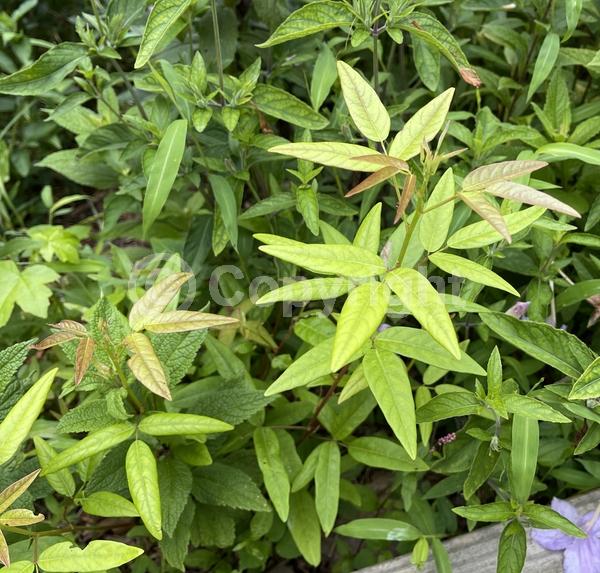 North American Native