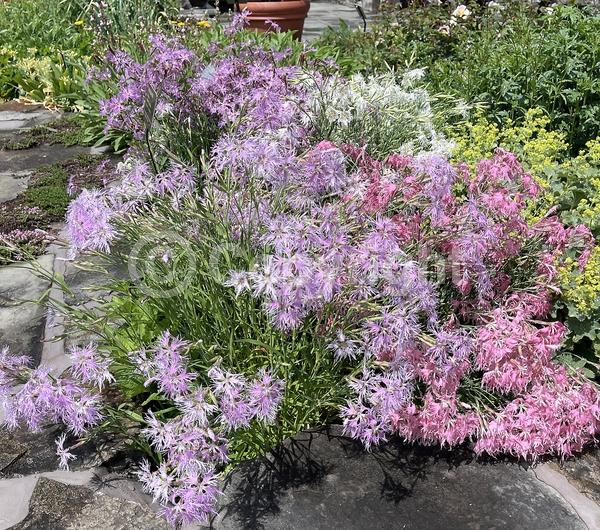 Pink blooms; Lavender blooms