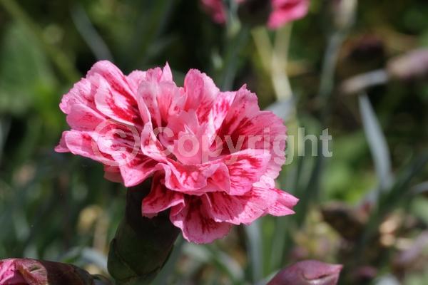 White blooms; Deciduous