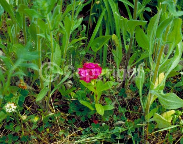 Red blooms; White blooms; Pink blooms; Deciduous; Broadleaf