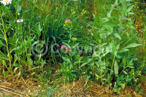 Red blooms; White blooms; Pink blooms; Deciduous; Broadleaf