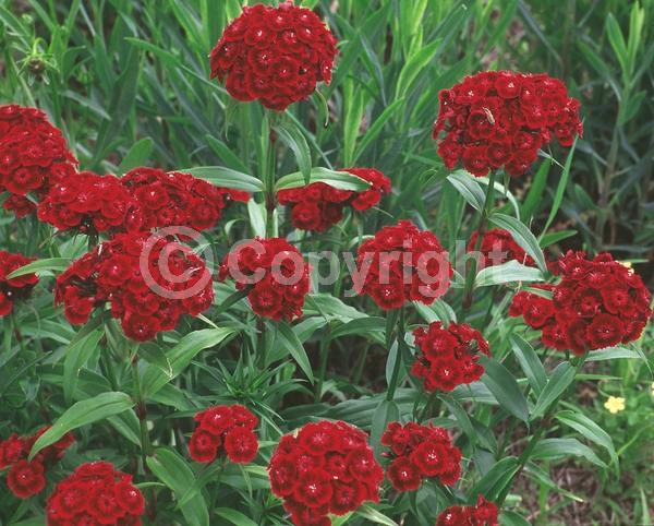 Red blooms; White blooms; Pink blooms; Deciduous; Broadleaf