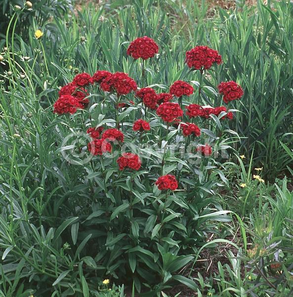 Red blooms; White blooms; Pink blooms; Deciduous; Broadleaf