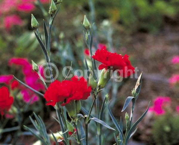 Red blooms; Orange blooms; Yellow blooms; White blooms; Pink blooms; Evergreen; Deciduous; Broadleaf