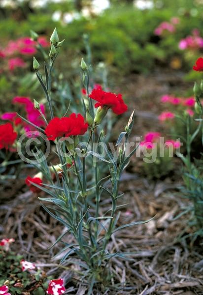 Red blooms; Orange blooms; Yellow blooms; White blooms; Pink blooms; Evergreen; Deciduous; Broadleaf