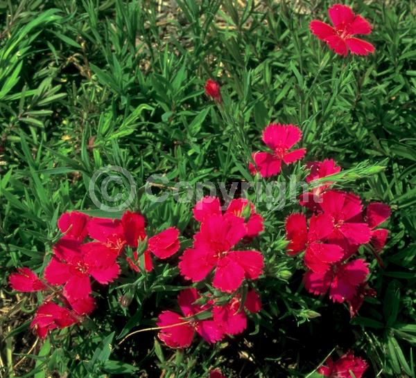 Red blooms; Purple blooms; White blooms; Pink blooms; Deciduous; Broadleaf