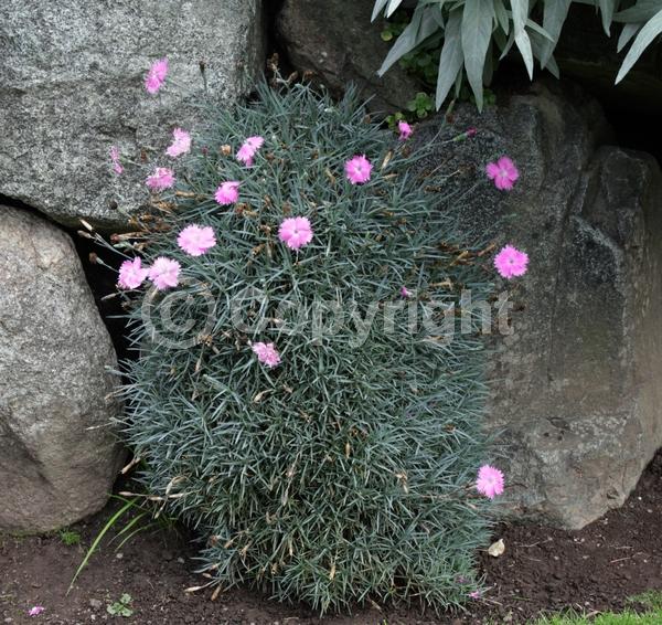 Red blooms; Pink blooms; Semi-evergreen