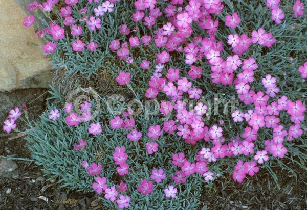 Red blooms; Pink blooms; Semi-evergreen