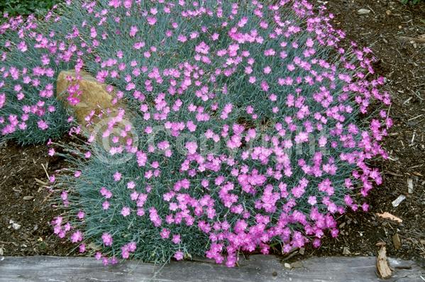 Red blooms; Pink blooms; Semi-evergreen