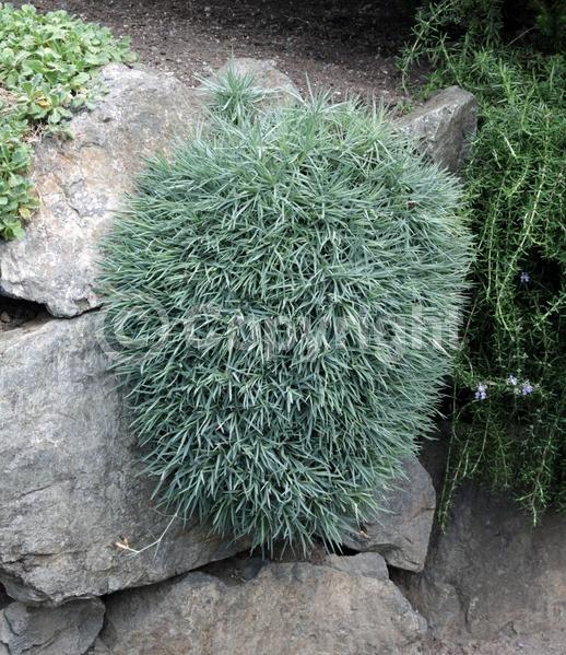 Red blooms; Pink blooms; Semi-evergreen