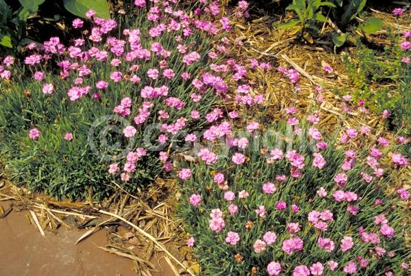 Pink blooms; Semi-evergreen