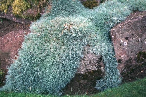 White blooms; Pink blooms; Deciduous; Broadleaf