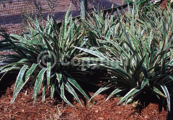 Blue blooms; Evergreen