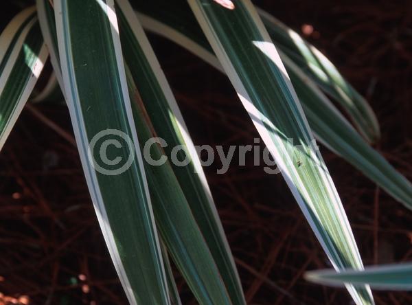 Blue blooms; Evergreen