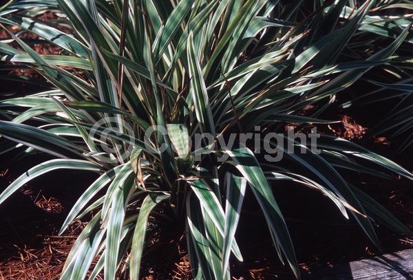 Blue blooms; Evergreen