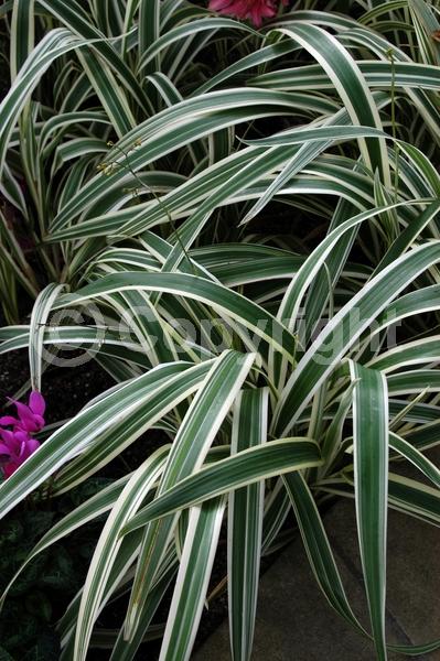 Blue blooms; Evergreen