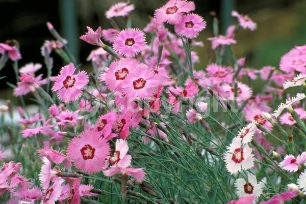 Red blooms; White blooms; Pink blooms; Deciduous; Broadleaf