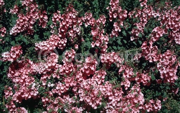 Purple blooms; Pink blooms; Deciduous; Broadleaf