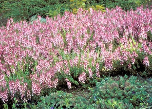 Purple blooms; Pink blooms; Deciduous; Broadleaf