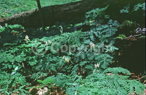 White blooms; Pink blooms; North American Native