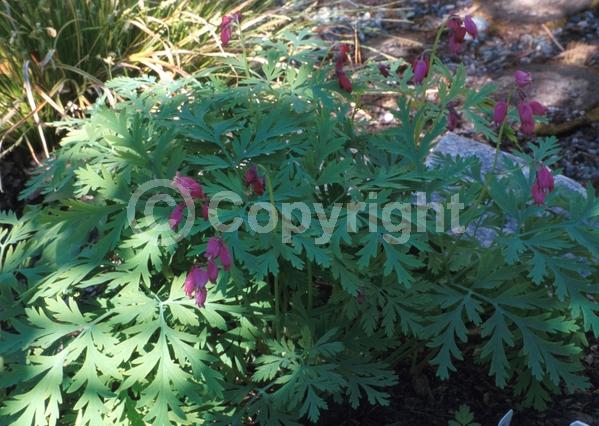 Purple blooms; Deciduous; Broadleaf; North American Native