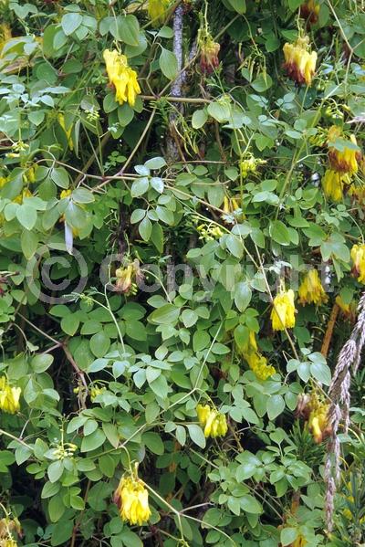 Yellow blooms; Purple blooms; White blooms; Pink blooms; Deciduous; Broadleaf