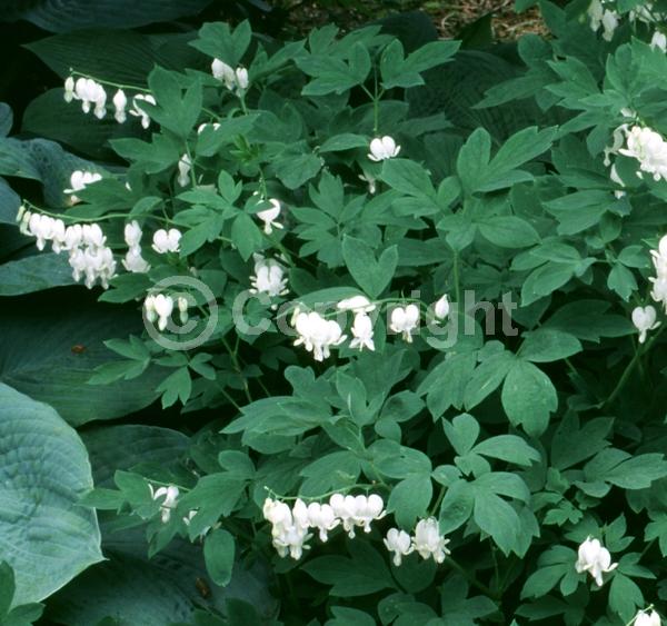 White blooms; Deciduous; Broadleaf