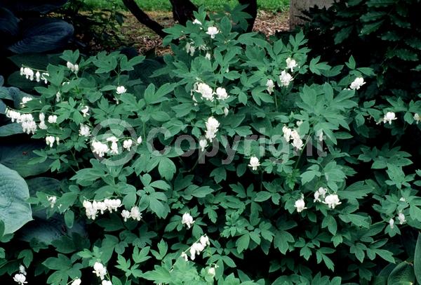 White blooms; Deciduous; Broadleaf